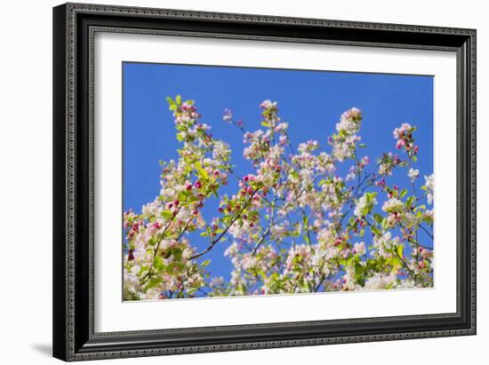 Spring Apple Blossom-Cora Niele-Framed Photographic Print