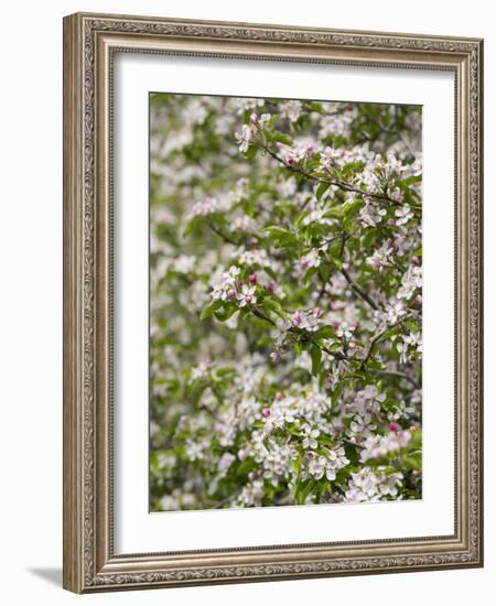 Spring, Apple in the Valley Vinschgau, South Tyrol, Italy-Martin Zwick-Framed Photographic Print