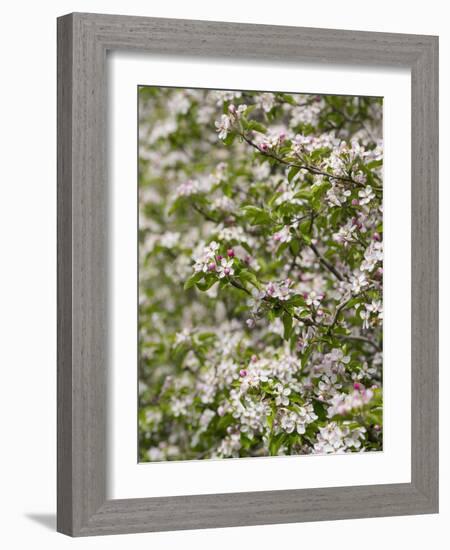 Spring, Apple in the Valley Vinschgau, South Tyrol, Italy-Martin Zwick-Framed Photographic Print