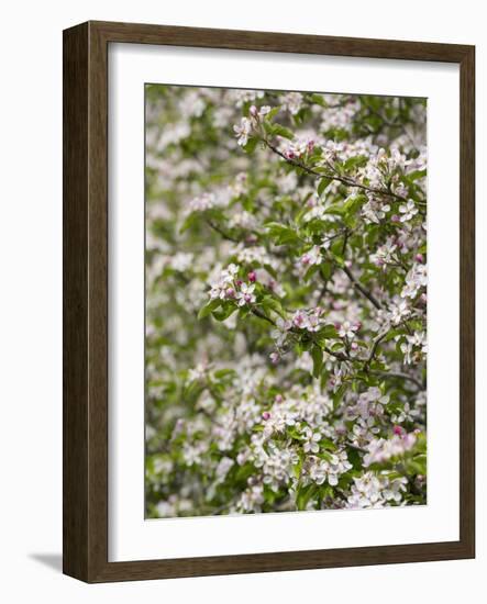 Spring, Apple in the Valley Vinschgau, South Tyrol, Italy-Martin Zwick-Framed Photographic Print