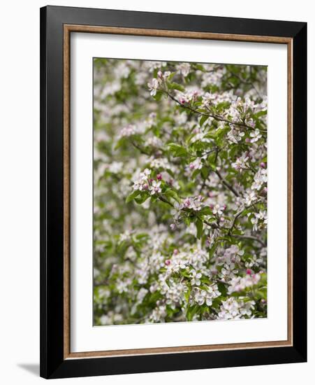 Spring, Apple in the Valley Vinschgau, South Tyrol, Italy-Martin Zwick-Framed Photographic Print