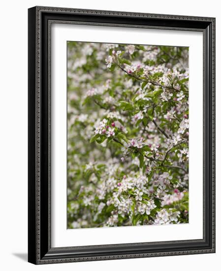 Spring, Apple in the Valley Vinschgau, South Tyrol, Italy-Martin Zwick-Framed Photographic Print