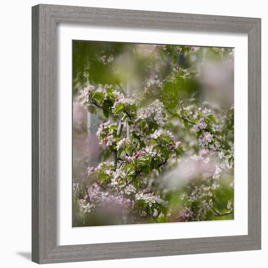 Spring, Apple in the Valley Vinschgau, South Tyrol, Italy-Martin Zwick-Framed Photographic Print