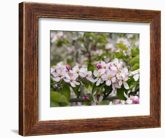 Spring, Apple in the Valley Vinschgau, South Tyrol, Italy-Martin Zwick-Framed Photographic Print