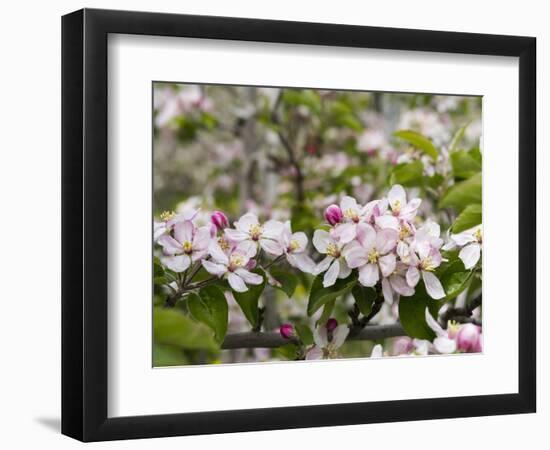 Spring, Apple in the Valley Vinschgau, South Tyrol, Italy-Martin Zwick-Framed Photographic Print