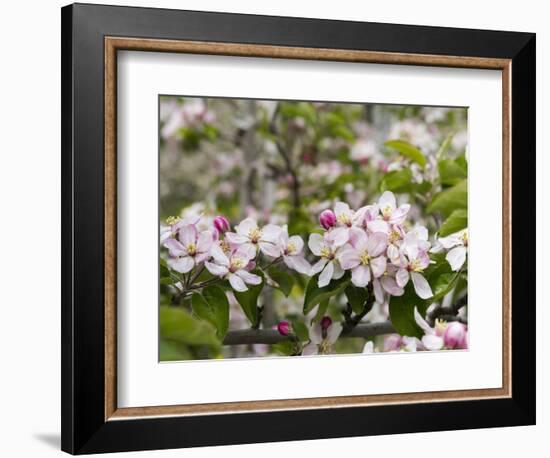 Spring, Apple in the Valley Vinschgau, South Tyrol, Italy-Martin Zwick-Framed Photographic Print