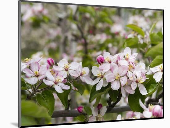 Spring, Apple in the Valley Vinschgau, South Tyrol, Italy-Martin Zwick-Mounted Photographic Print