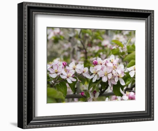 Spring, Apple in the Valley Vinschgau, South Tyrol, Italy-Martin Zwick-Framed Photographic Print