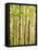 Spring Aspens-Mark A Paulda-Framed Premier Image Canvas