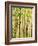 Spring Aspens-Mark A Paulda-Framed Giclee Print