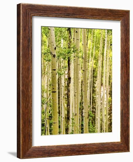 Spring Aspens-Mark A Paulda-Framed Giclee Print