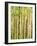 Spring Aspens-Mark A Paulda-Framed Giclee Print