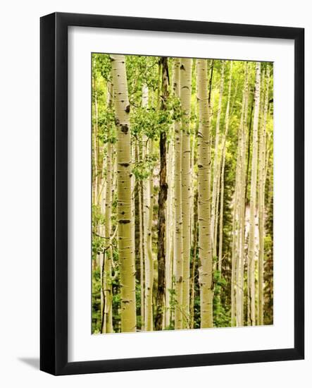 Spring Aspens-Mark A Paulda-Framed Giclee Print