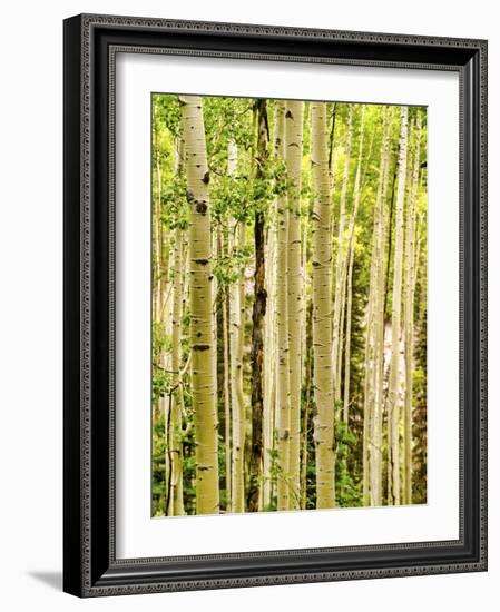 Spring Aspens-Mark A Paulda-Framed Giclee Print