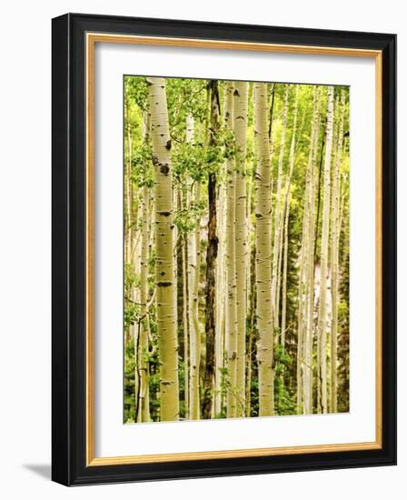 Spring Aspens-Mark A Paulda-Framed Giclee Print