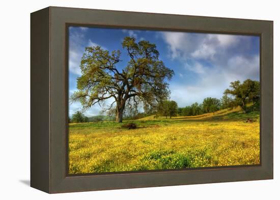 Spring at Shell Creek-Vincent James-Framed Premier Image Canvas