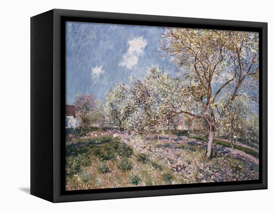 Spring at Veneux, 1880-Alfred Sisley-Framed Premier Image Canvas