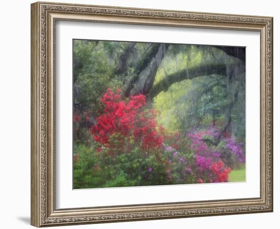 Spring Azaleas at Magnolia Plantation and Gardens, Charleston, South Carolina, Usa-Joanne Wells-Framed Photographic Print