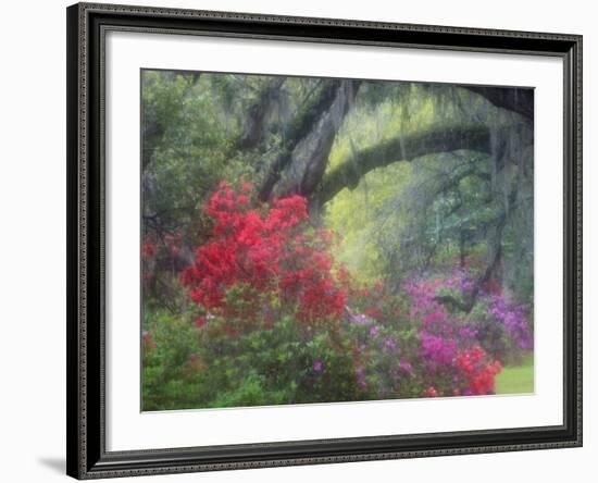 Spring Azaleas at Magnolia Plantation and Gardens, Charleston, South Carolina, Usa-Joanne Wells-Framed Photographic Print