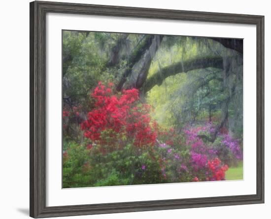 Spring Azaleas at Magnolia Plantation and Gardens, Charleston, South Carolina, Usa-Joanne Wells-Framed Photographic Print