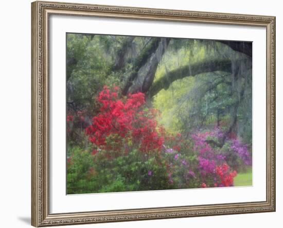 Spring Azaleas at Magnolia Plantation and Gardens, Charleston, South Carolina, Usa-Joanne Wells-Framed Photographic Print