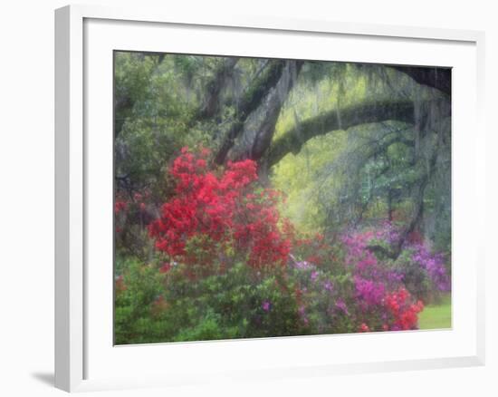 Spring Azaleas at Magnolia Plantation and Gardens, Charleston, South Carolina, Usa-Joanne Wells-Framed Photographic Print