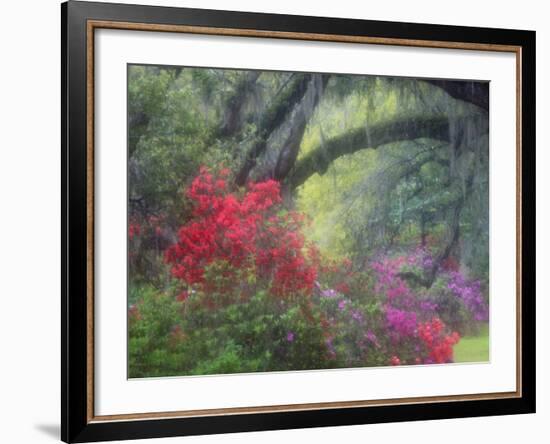 Spring Azaleas at Magnolia Plantation and Gardens, Charleston, South Carolina, Usa-Joanne Wells-Framed Photographic Print