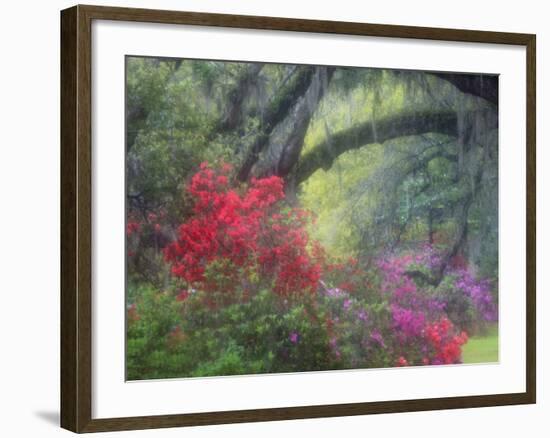 Spring Azaleas at Magnolia Plantation and Gardens, Charleston, South Carolina, Usa-Joanne Wells-Framed Photographic Print