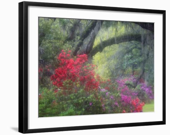 Spring Azaleas at Magnolia Plantation and Gardens, Charleston, South Carolina, Usa-Joanne Wells-Framed Photographic Print