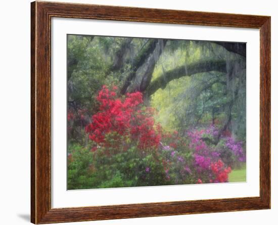 Spring Azaleas at Magnolia Plantation and Gardens, Charleston, South Carolina, Usa-Joanne Wells-Framed Photographic Print