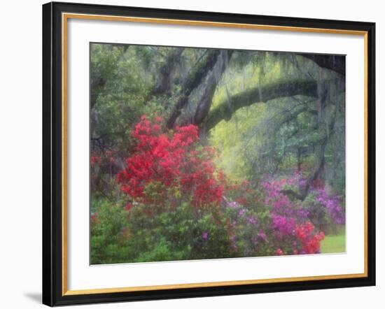 Spring Azaleas at Magnolia Plantation and Gardens, Charleston, South Carolina, Usa-Joanne Wells-Framed Photographic Print