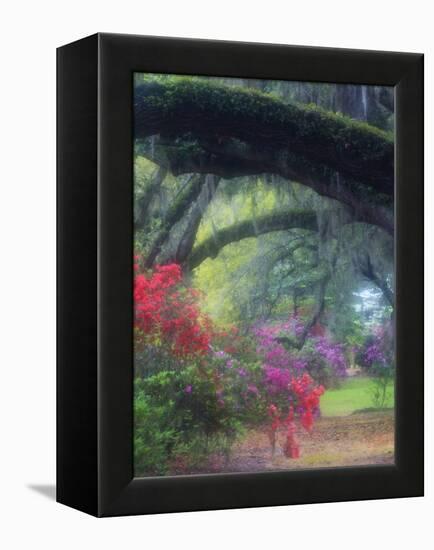 Spring Azaleas in Bloom at Magnolia Plantation and Gardens, Charleston, South Carolina, Usa-Joanne Wells-Framed Premier Image Canvas