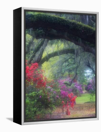 Spring Azaleas in Bloom at Magnolia Plantation and Gardens, Charleston, South Carolina, Usa-Joanne Wells-Framed Premier Image Canvas