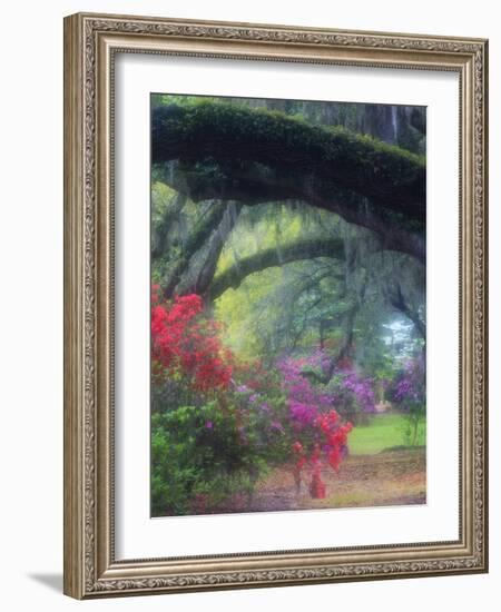 Spring Azaleas in Bloom at Magnolia Plantation and Gardens, Charleston, South Carolina, Usa-Joanne Wells-Framed Photographic Print