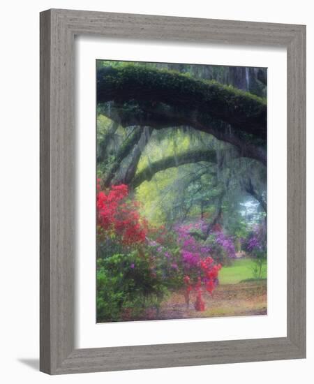 Spring Azaleas in Bloom at Magnolia Plantation and Gardens, Charleston, South Carolina, Usa-Joanne Wells-Framed Photographic Print