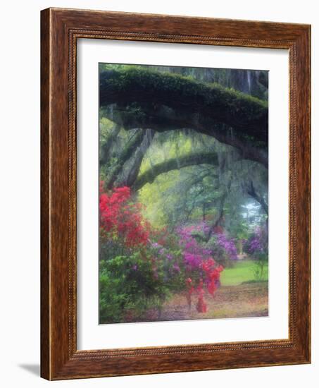 Spring Azaleas in Bloom at Magnolia Plantation and Gardens, Charleston, South Carolina, Usa-Joanne Wells-Framed Photographic Print