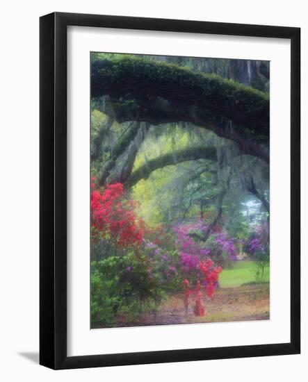 Spring Azaleas in Bloom at Magnolia Plantation and Gardens, Charleston, South Carolina, Usa-Joanne Wells-Framed Photographic Print