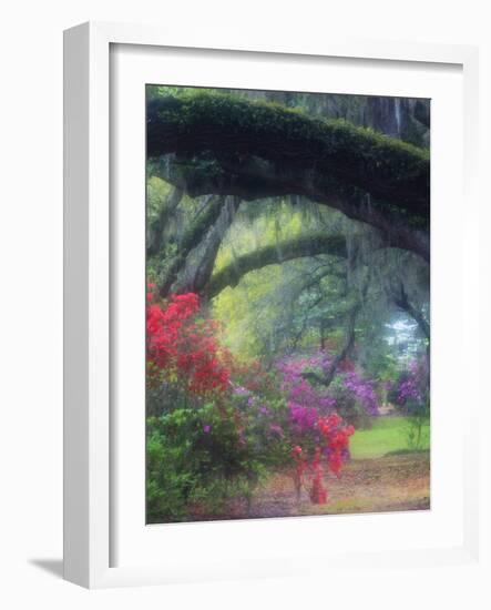 Spring Azaleas in Bloom at Magnolia Plantation and Gardens, Charleston, South Carolina, Usa-Joanne Wells-Framed Photographic Print