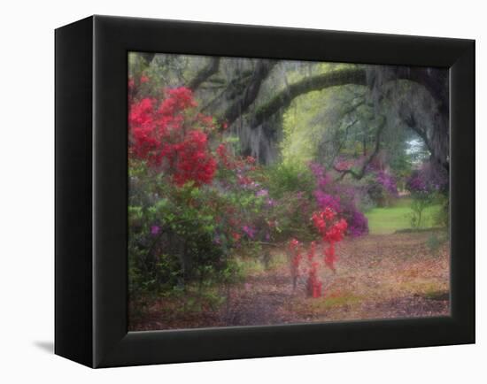 Spring Azaleas in Bloom at Magnolia Plantation and Gardens, Charleston, South Carolina, Usa-Joanne Wells-Framed Premier Image Canvas