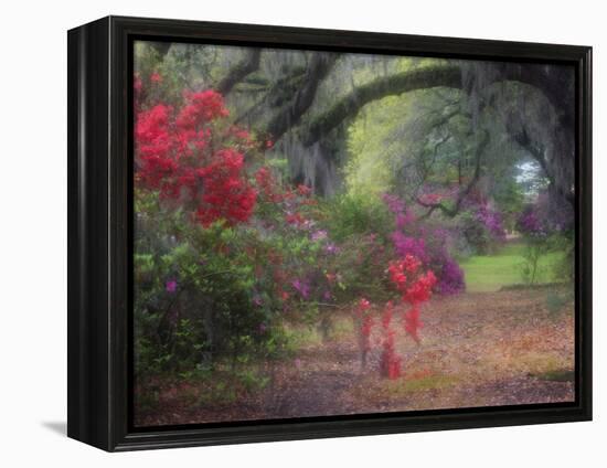 Spring Azaleas in Bloom at Magnolia Plantation and Gardens, Charleston, South Carolina, Usa-Joanne Wells-Framed Premier Image Canvas