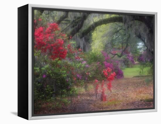 Spring Azaleas in Bloom at Magnolia Plantation and Gardens, Charleston, South Carolina, Usa-Joanne Wells-Framed Premier Image Canvas