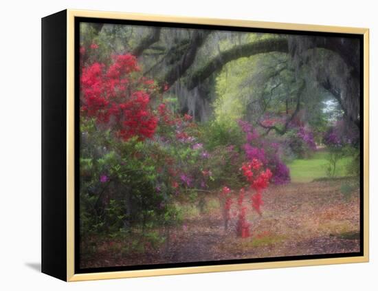 Spring Azaleas in Bloom at Magnolia Plantation and Gardens, Charleston, South Carolina, Usa-Joanne Wells-Framed Premier Image Canvas