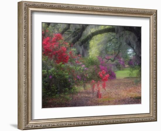 Spring Azaleas in Bloom at Magnolia Plantation and Gardens, Charleston, South Carolina, Usa-Joanne Wells-Framed Photographic Print