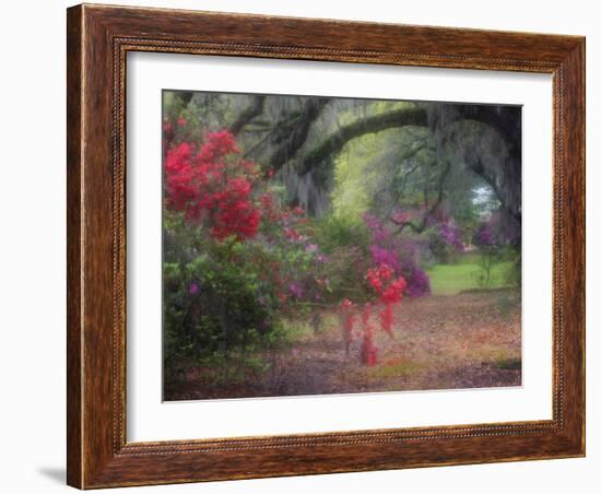 Spring Azaleas in Bloom at Magnolia Plantation and Gardens, Charleston, South Carolina, Usa-Joanne Wells-Framed Photographic Print