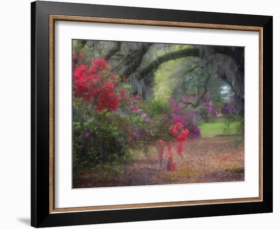 Spring Azaleas in Bloom at Magnolia Plantation and Gardens, Charleston, South Carolina, Usa-Joanne Wells-Framed Photographic Print