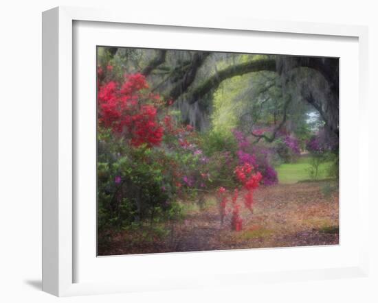 Spring Azaleas in Bloom at Magnolia Plantation and Gardens, Charleston, South Carolina, Usa-Joanne Wells-Framed Photographic Print