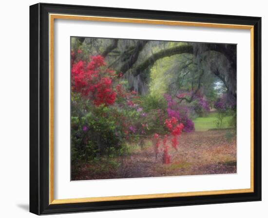 Spring Azaleas in Bloom at Magnolia Plantation and Gardens, Charleston, South Carolina, Usa-Joanne Wells-Framed Photographic Print