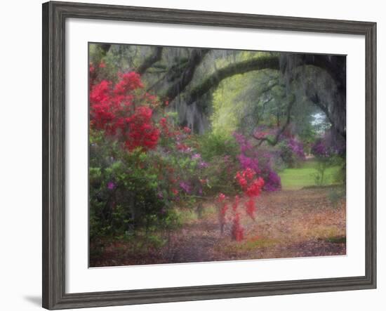 Spring Azaleas in Bloom at Magnolia Plantation and Gardens, Charleston, South Carolina, Usa-Joanne Wells-Framed Photographic Print