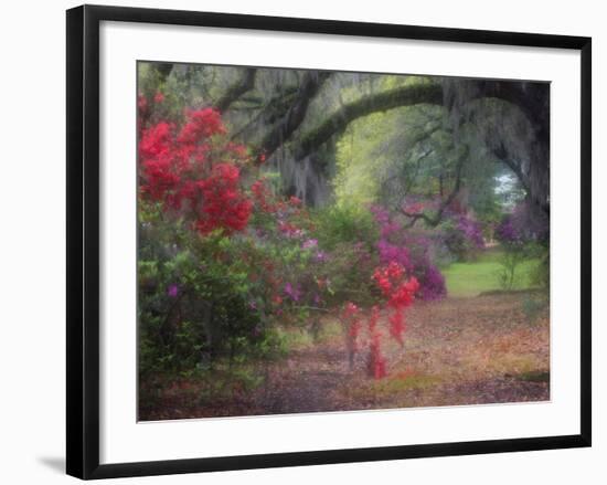 Spring Azaleas in Bloom at Magnolia Plantation and Gardens, Charleston, South Carolina, Usa-Joanne Wells-Framed Photographic Print