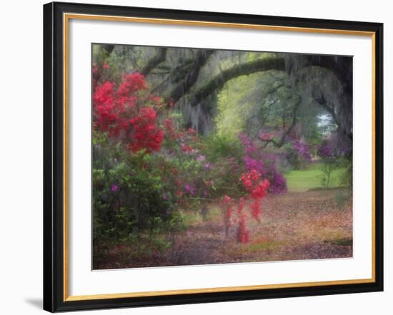 Spring Azaleas in Bloom at Magnolia Plantation and Gardens, Charleston, South Carolina, Usa-Joanne Wells-Framed Photographic Print